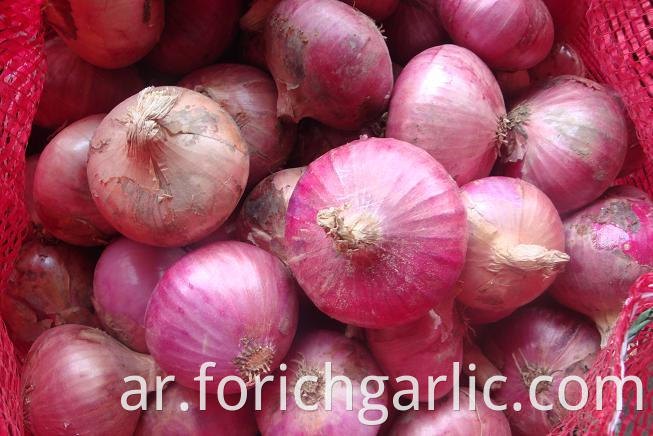 Red Onion